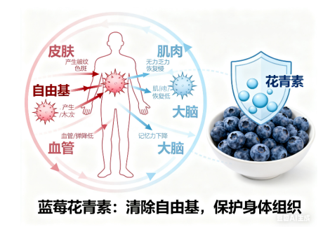 蓝莓是蔬果中的抗氧化之王-健蓝膳吾