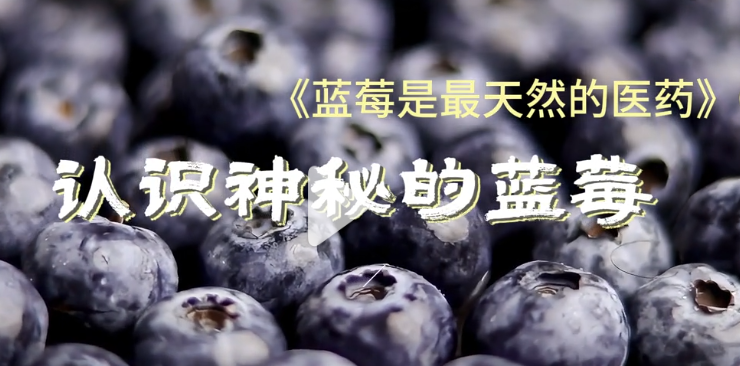 视频课程:1.认识神秘的蓝莓-健蓝膳吾